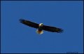_0SB7930 american bald eagle